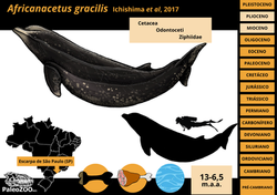 Africanacetus gracilis