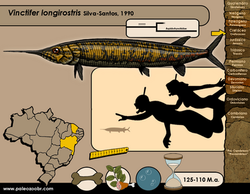 Vinctifer longirostris