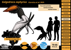 Galgadraco zephyrius