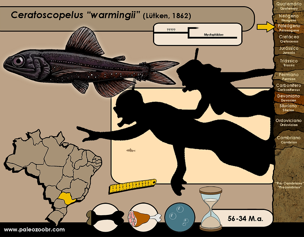 Ceratoscopelus warmingii