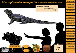 Microsphenodon bonapartei