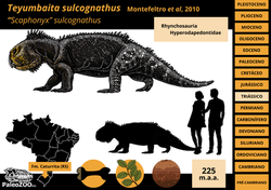 Teyumbaita sulcognathus