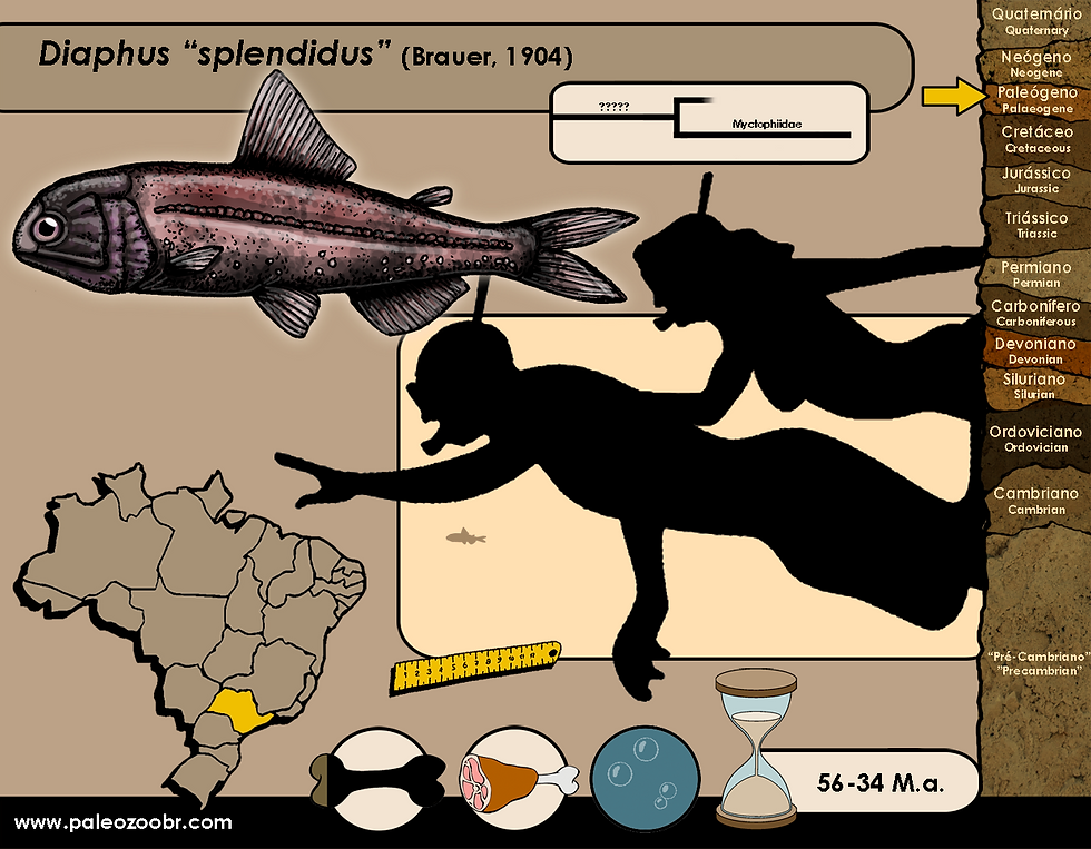 Diaphus splendidus