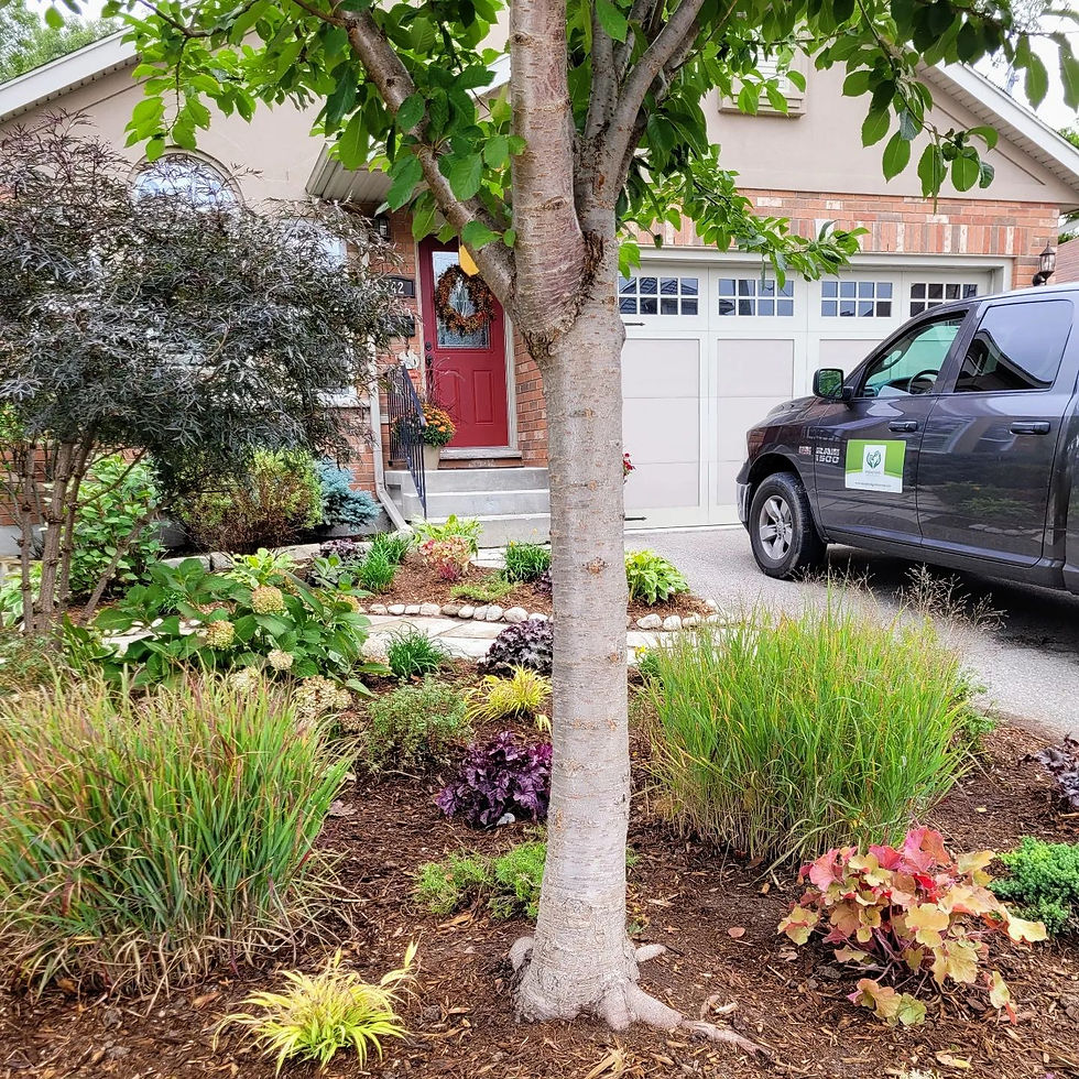 Front yard alternative