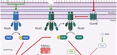 The function and evolution of two partner secretion systems in Ralstonia