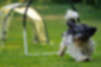 Pippa beim Hundesport Hooper