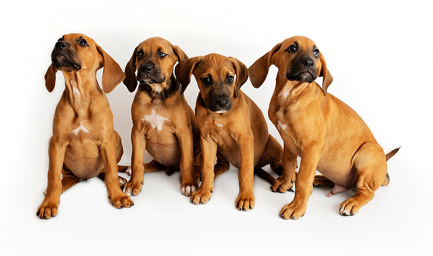 Sunrise_Veterinary_Clinic_2019_19_web.jp