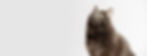 Sunrise_Veterinary_Clinic_2019_09_webwid