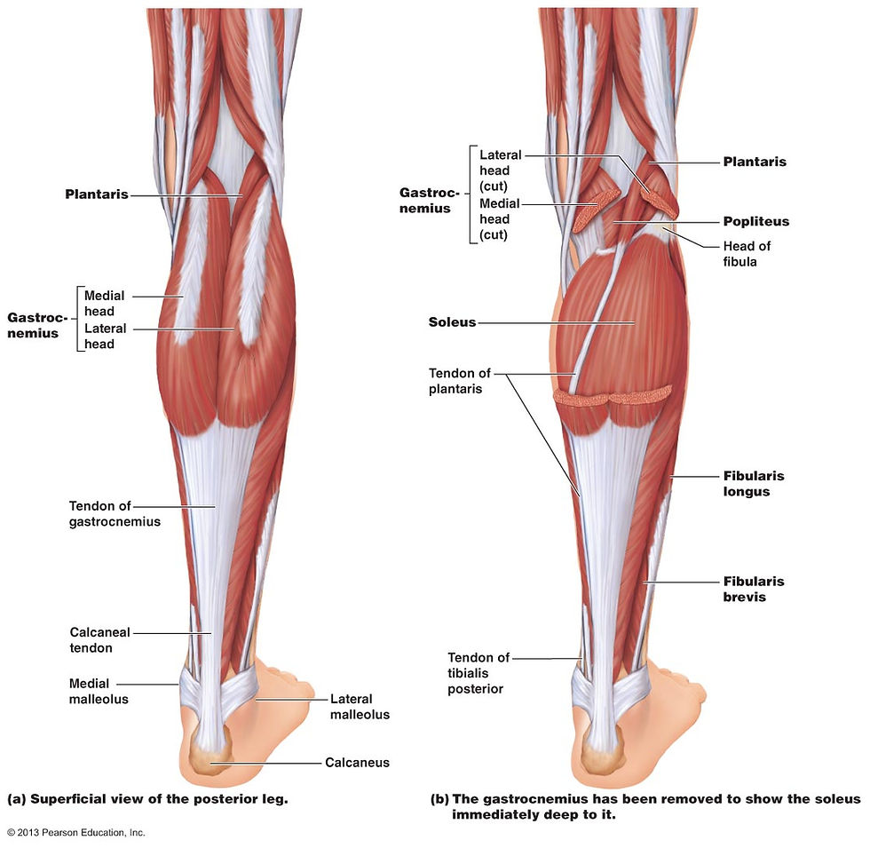 Soleus The "weaker" of the calf muscles?