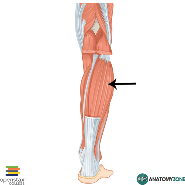 Soleus The "weaker" of the calf muscles?