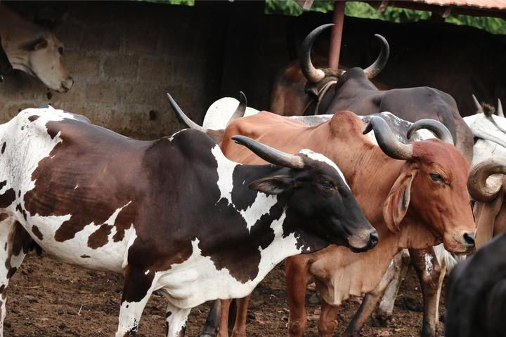 a15-cows-1200x800_720x