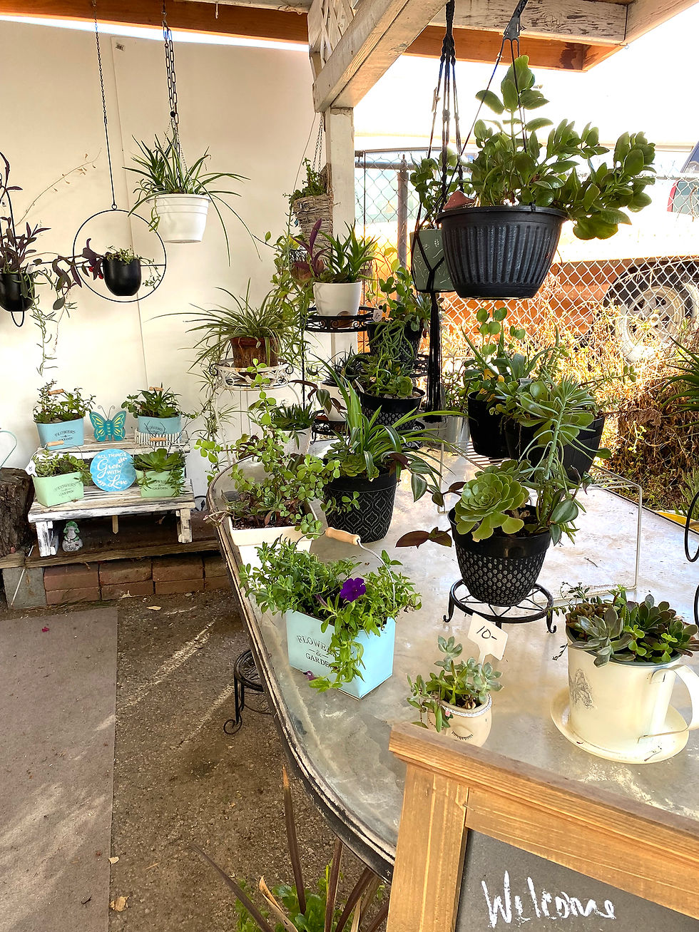 Medium Pot Creations