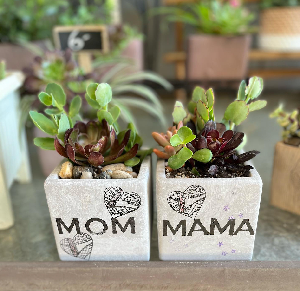 Mom Succulents