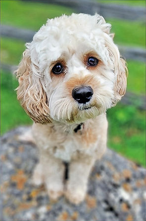 arthur-cockapoo-training