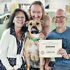 Bully-ecollar-Training-Ontario.jpg