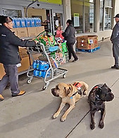 two-cane-corso-dogs-calm.jpg