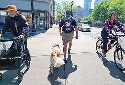 off-leash-dog-training-ontario.jpg