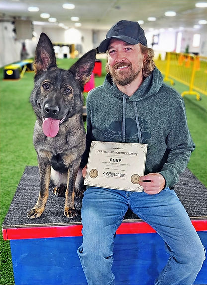 German-Shepherd-Ecollar-training-cambridge.jpg