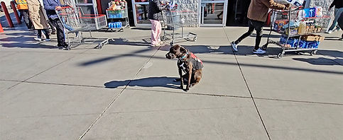 distraction-training-ecollar-toronto-gta.jpg