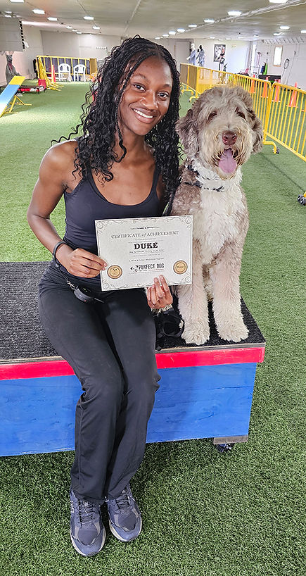 aussie-doodle-ecollar-training-toronto-gta.jpg