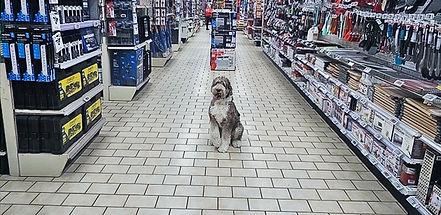off-leash-training-aussiedoodle-toronto.jpg