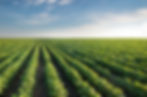 soybeans.jpg