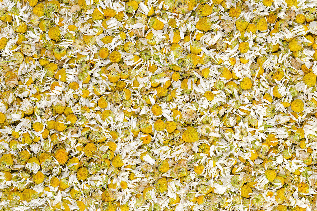 Chamomile