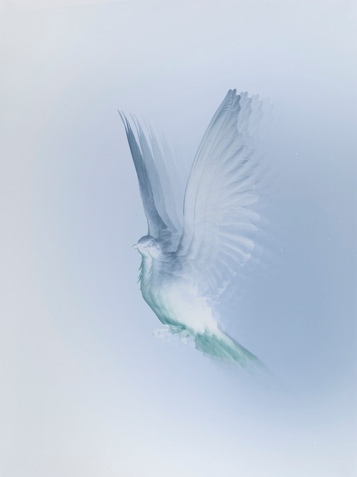 IMAGINATION | HOLOGRAM | TED HUMBLE SMITH