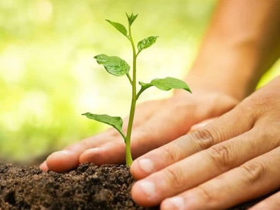 CNBB convida brasileiros a plantarem uma árvore no Dia de Finados em memória dos que já se foram