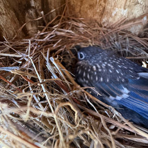 Bluebird fledgling