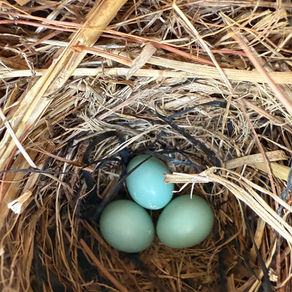 Bluebird nest #2
