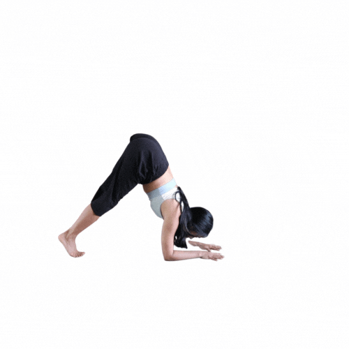 Scorpion forearmstand gif.gif