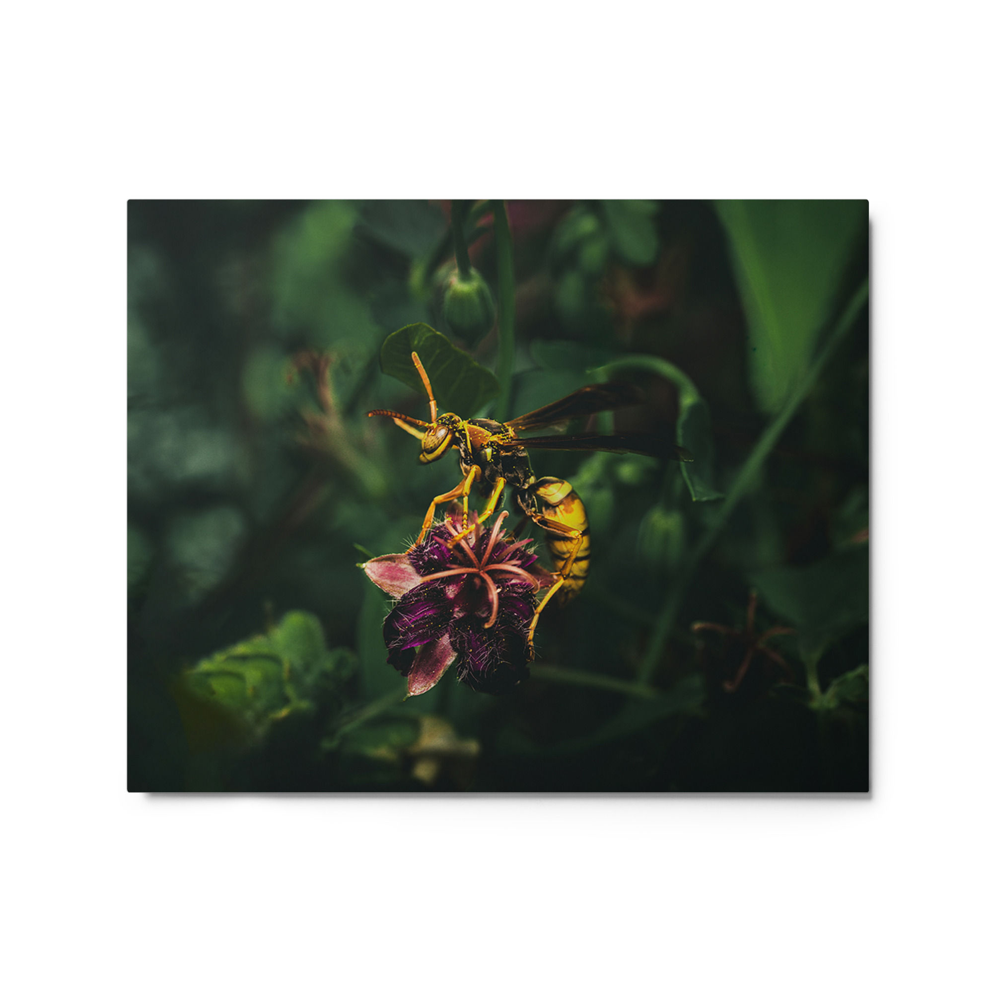 Wasp