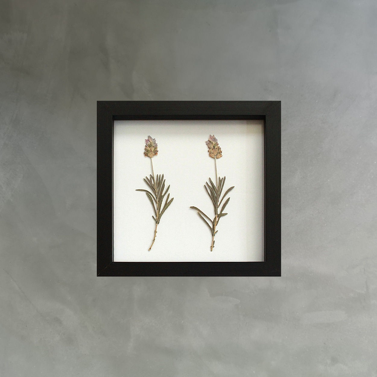 Q U A D R O  Lavanda