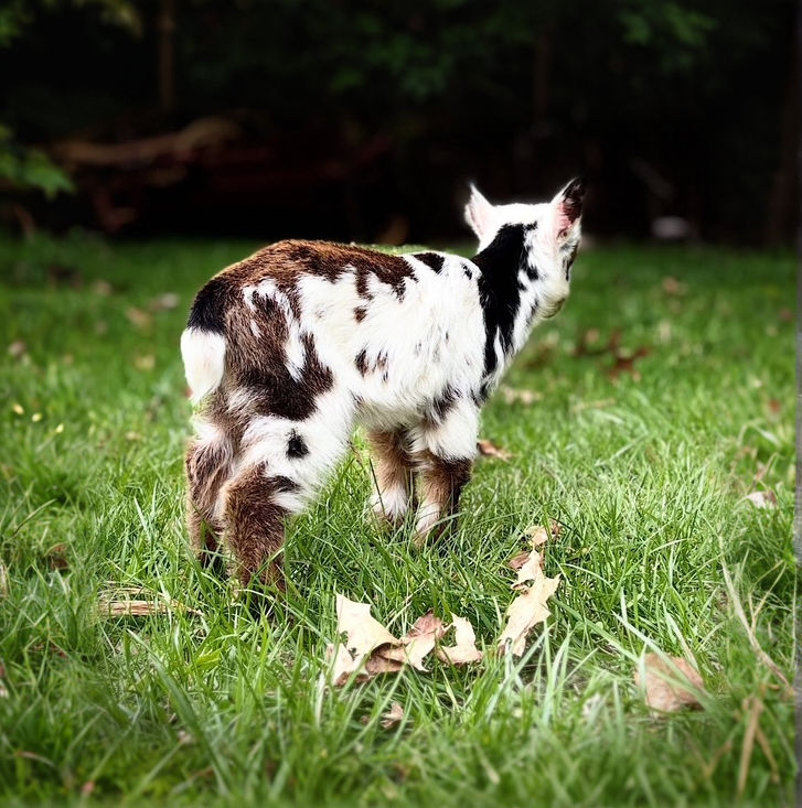 Thumbnail: Deposit For Lilly x Trigger Buckling