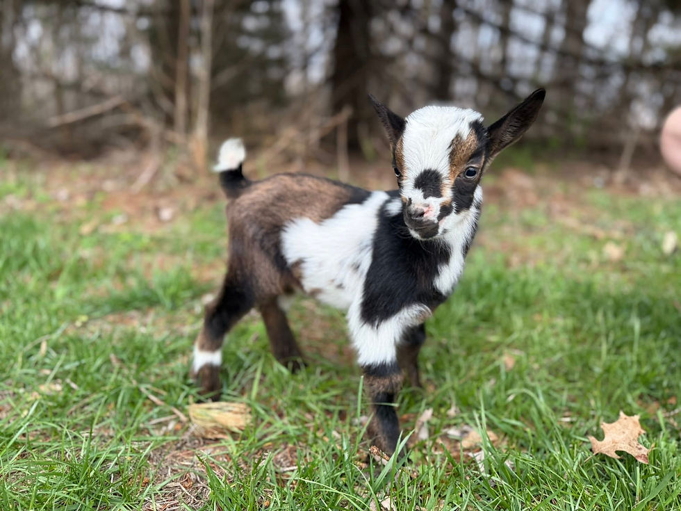 Thumbnail: Deposit For Pipsqueak x Trigger Buckling #1