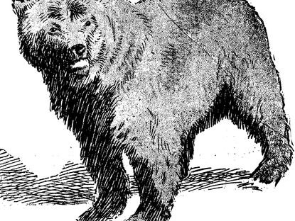 Ep. 07 - When Bears Attack!