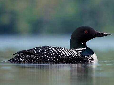 Just look at that majestic bird.