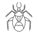 Bedbug_edited.png