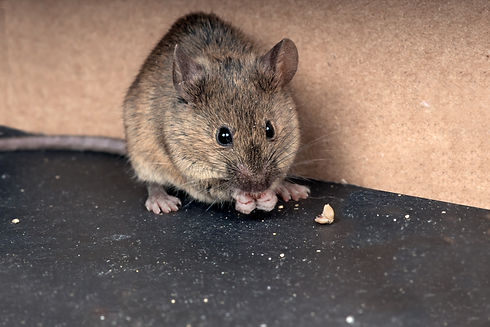 Common house mouse (Mus musculus) gnaws grain.jpg