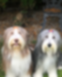 Millie%20and%20Muffin_edited.png