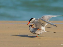 פרק ט"ז - אוכלי הלוטוס