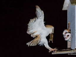 פרק י"ד - All ships must sail towrds 1 direction