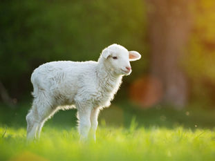 Why Is Jesus So Important?