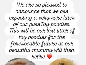 Pure Toy Poodles!