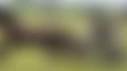 COMBINÉ D’ATTELAGE : « BEN HUR » DES TEMPS MODERNES