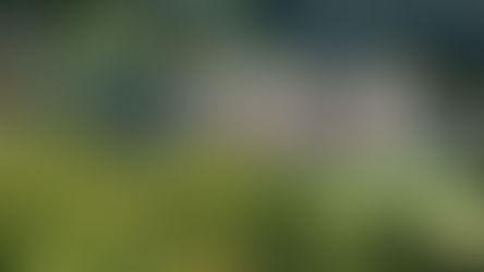 MONTICELLO (VA) : la route des vins virginiens