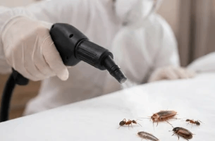 Common Pest Problems in Rajasthan Homes