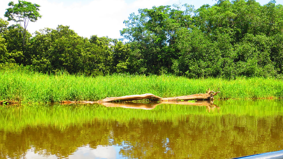 Canal de Tortuguero