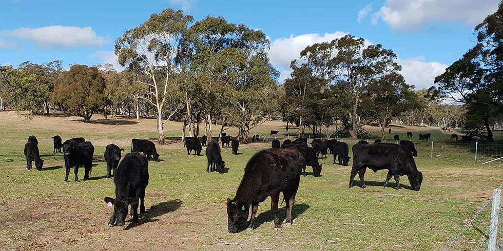 Kia Ora Stud, Bungendore New South Wales
